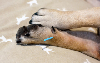 pet acupuncture